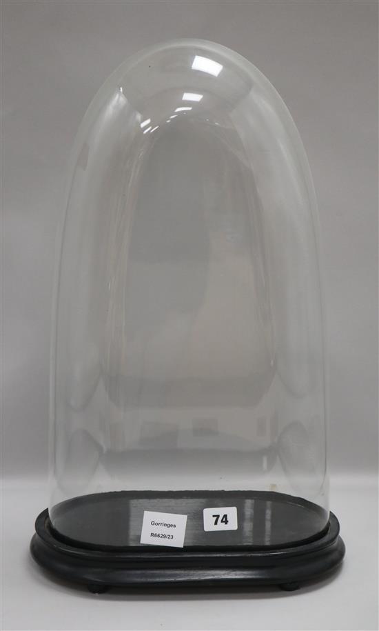 A glass dome and plinth height 51cm